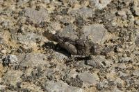 Oedipoda caerulescens