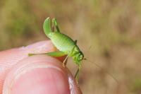Leptophyes punctatissima