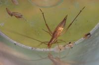 Oecanthus pellucens