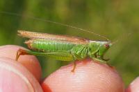Conocephalus fuscus