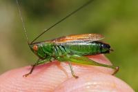 Conocephalus dorsalis