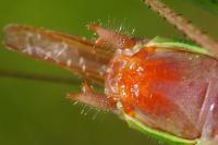 Conocephalus fuscus