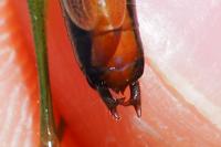 Conocephalus dorsalis
