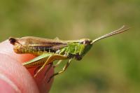 Pseudochorthippus parallelus