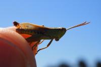Pseudochorthippus parallelus