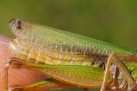 Chorthippus albomarginatus