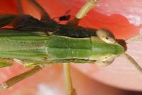 Chorthippus albomarginatus