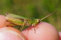Chorthippus albomarginatus