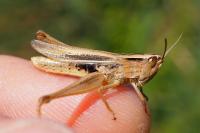 Chorthippus albomarginatus