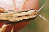 Chorthippus albomarginatus