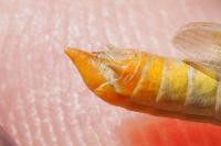 Euchorthippus declivus