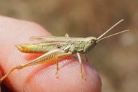 Euchorthippus declivus