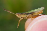 Chorthippus albomarginatus