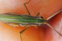 Chorthippus albomarginatus