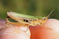 Chorthippus albomarginatus