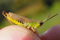 Pseudochorthippus parallelus