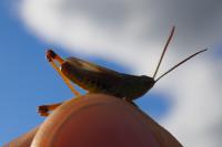 Pseudochorthippus parallelus