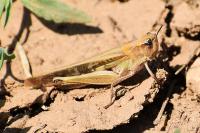Locustinae