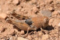 Calliptaminae