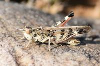 Dociostaurus maroccanus