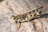 Dociostaurus maroccanus