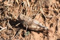 Oedipoda charpentieri