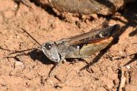 Omocestus raymondi