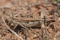 Aiolopus puissanti