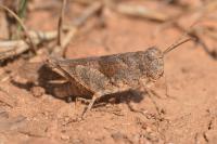 Oedipoda charpentieri