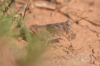 Oedipoda charpentieri