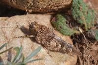 Oedipoda charpentieri