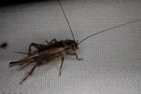 Eumodicogryllus bordigalensis bordigalensis