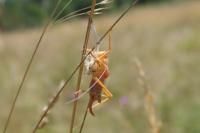 Uromenus rugosicollis