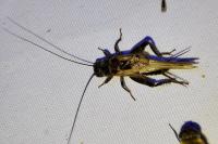 Eumodicogryllus bordigalensis