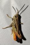 Omocestus raymondi