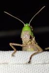 Aiolopus puissanti