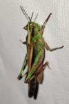 Aiolopus puissanti