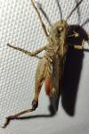 Omocestus raymondi