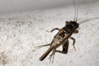 Eumodicogryllus bordigalensis