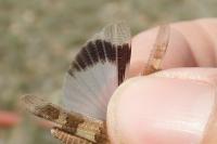 Oedipoda charpentieri