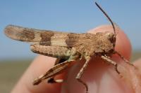 Oedipoda charpentieri