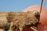 Oedipoda charpentieri