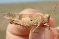 Oedipoda charpentieri