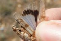 Oedipoda charpentieri