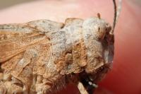 Oedipoda charpentieri