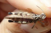 Dociostaurus maroccanus