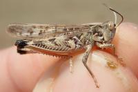 Dociostaurus maroccanus