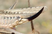 Tettigoniinae