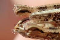 Calliptaminae