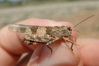Oedipoda charpentieri